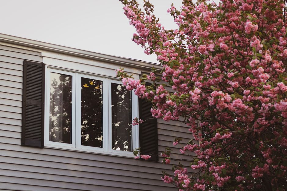 White-framed triple window on a gray sided house with dark shutters, partly covered by a tree in pink blossom